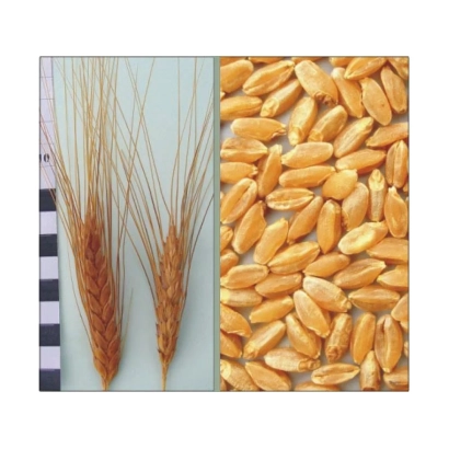 Стебла та зерна пшениці Харківська 2 - Харківська 2 / Харківська 2