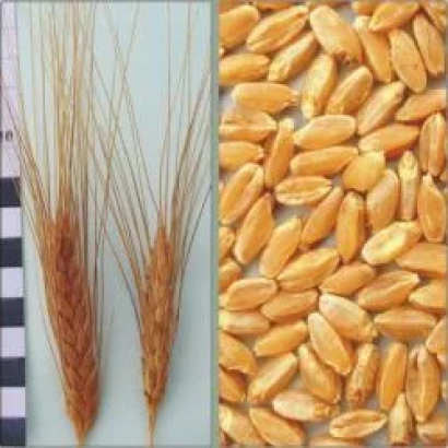 Спелі колоси пшениці та зерно пшениці Харківська 6 - Харківська 6 / Харківська 6