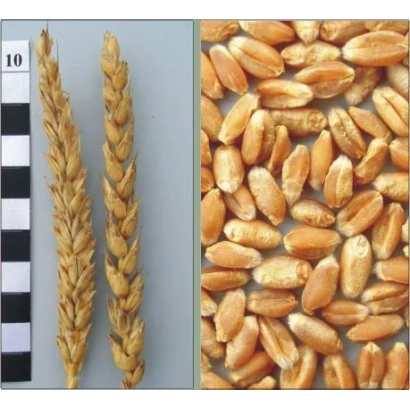 Стебли пшеницы и зерна пшеницы - ХАРЬКОВСКАЯ 30