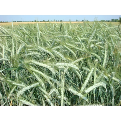 Поле пшеницы Харьковская 32