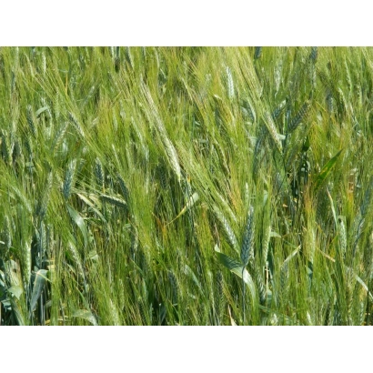 Поле пшеницы Харьковская 41