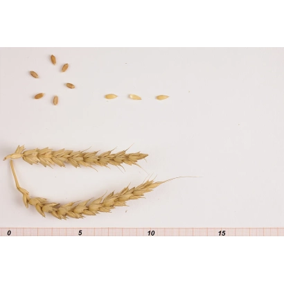 Сухие колоски пшеницы и отдельные зерна на белом фоне с линейкой для масштаба - ХИТ