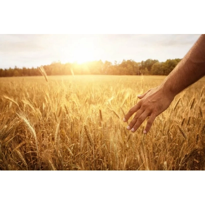Рука торкається колосів пшениці на фоні заходу сонця - Хвала