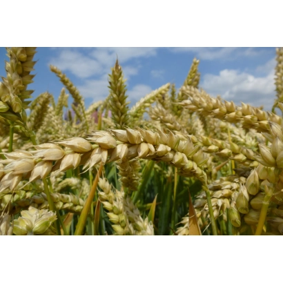 Зерно пшеницы на фоне голубого неба - ГИАЦИНТ