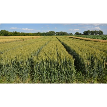 Поле пшениці Яріелла під блакитним небом - ІС ЯРІЕЛЛА