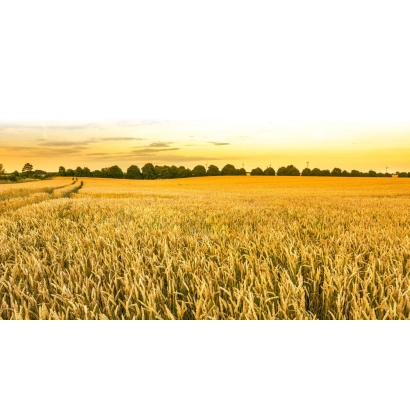 Поле пшениці на заході - Ітака