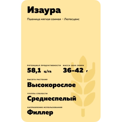 Мішок насіння пшениці Ізаура з характеристиками сорту