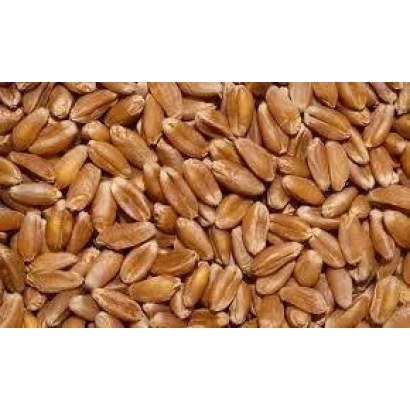 Зерно пшеницы Изольда