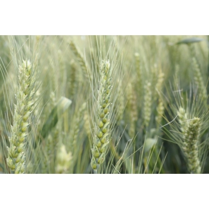 Зерно пшениці на фоні поля - Ясна