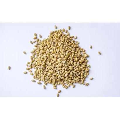 Pile of wheat grains on white background - YOLDYZ