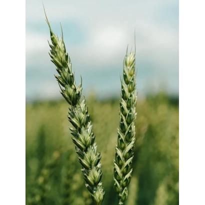 Wheat stalks against a field background - CALIXO