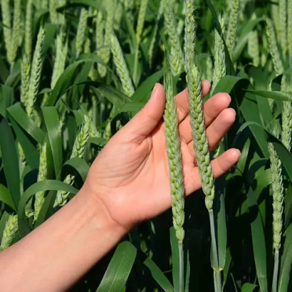 Hand holding a wheat ear against a green field background - KANYUK
