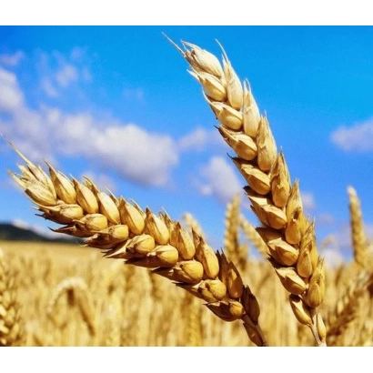Золоті колосся пшениці на фоні блакитного неба - КАРАВАЙКА