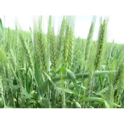 Поле пшеницы Кармелюк