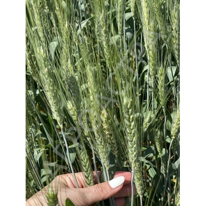 Рука держит стебли пшеницы сорта КАРОЛИНА 5 на фоне поля
