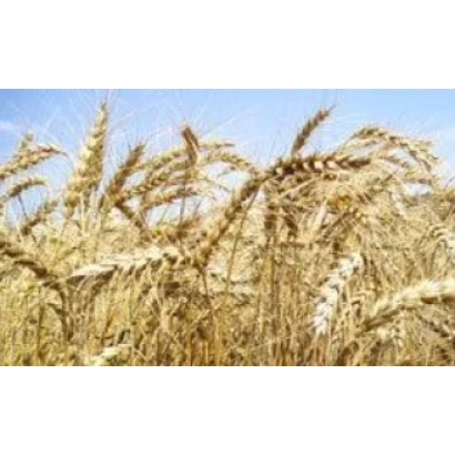 Золоті колоси пшениці на фоні блакитного неба - Кассіопея