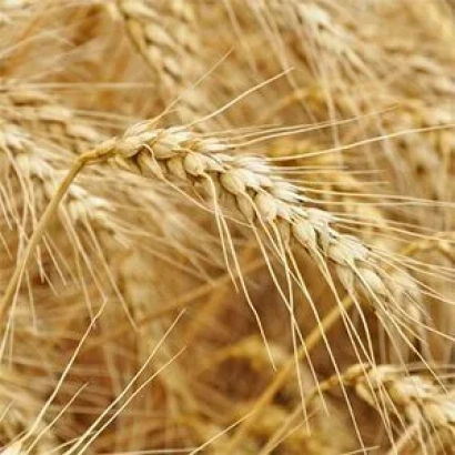 Golden wheat ears against a field background - KATUN