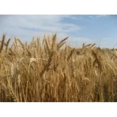 Поле пшеницы Казанская 285