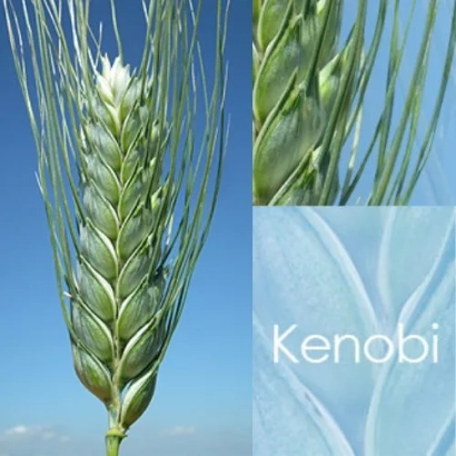 Стебли пшеницы Kenobi на фоне неба - КЕНОБИ