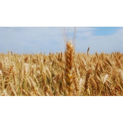 Поле пшениці з колосом на передньому плані - Київська 8 / Київська 8