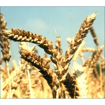 Поле пшениці під синім небом - КІНЕЛЬСЬКА ЗОРЯ