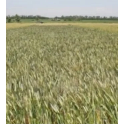 Поле пшеницы Кирена на фоне неба