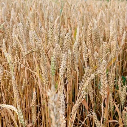 Золоте поле пшениці - КІТРІ