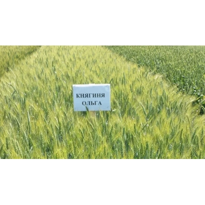 Bag of wheat seeds 'Princess Olga' in a field