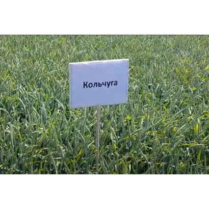 Sign with text Kolychuga in a wheat field - Chainmail