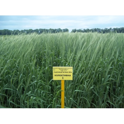 Жовтий знак з написом 'Колективна 3' у полі пшениці