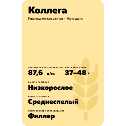 Пакет семян пшеницы Коллега с указанием сорта и характеристик