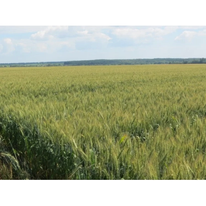 Wheat field against a blue sky - Columbia