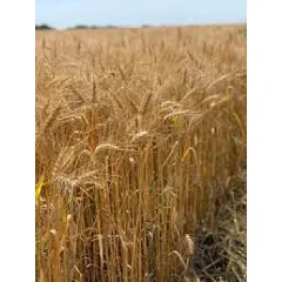 Wheat field against a blue sky - Komponist