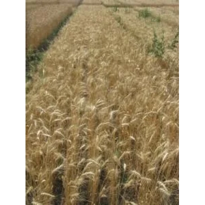 Поле пшеницы Конка | Konka