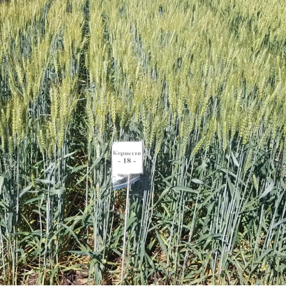 Полеве фото пшениці сорту КОРНЕТТО з міткою на рослині