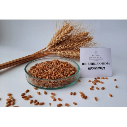Семь пшеницы Краєвид в стеклянной чаше с колосом - Краевид