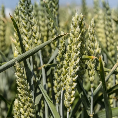 Пшениця на полі - Краса Полісся