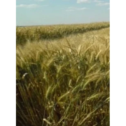 Поле пшеницы под голубым небом - Красуня одесская / Красуня одеська