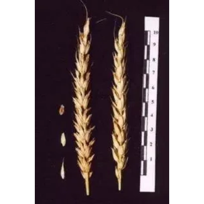 Стебли пшеницы на черном фоне с линейкой для измерения - Крестьянка