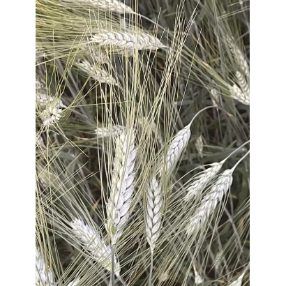 Стебли пшеницы на фоне поля - Ксантия