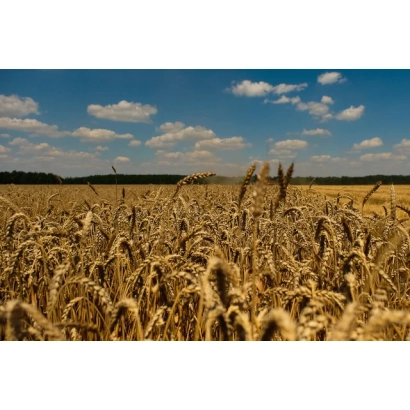 Поле пшениці Кубань під блакитним небом