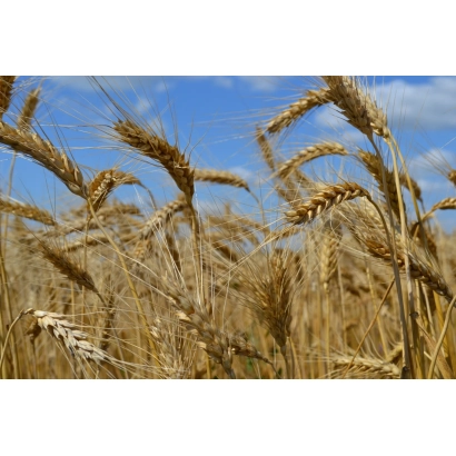 Золотые колосья пшеницы на фоне голубого неба - Кубок