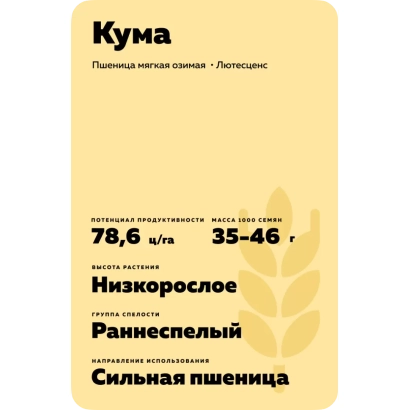 Мішок насіння пшениці сорту КУМА