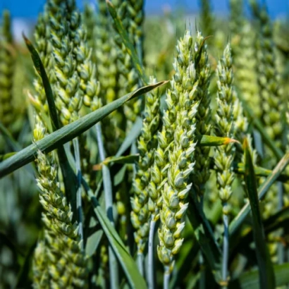Зерно пшениці КВС Карусум на полі