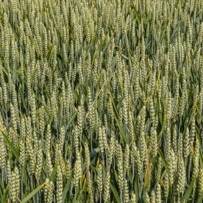 Поле пшеницы сорта КВС Донован