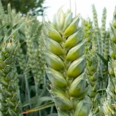 Зрілий колос пшениці на тлі зелених стебел - КВС Доріум