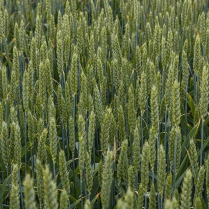 Поле пшеницы сорта КВС Кейтум