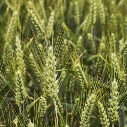 Пшеница КВС Лазули на поле