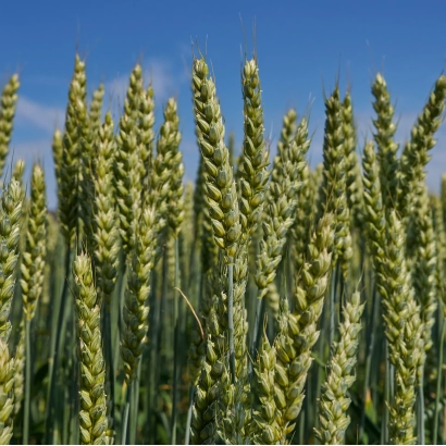 Поле пшениці КВС Малібу на фоні блакитного неба