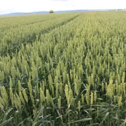 Поле пшениці КВС Шірокко